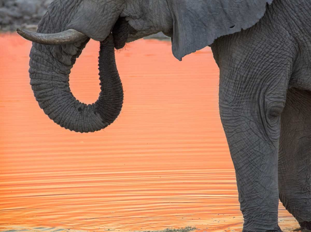 Namibia, Etosha NP Drinking elephant at sunset